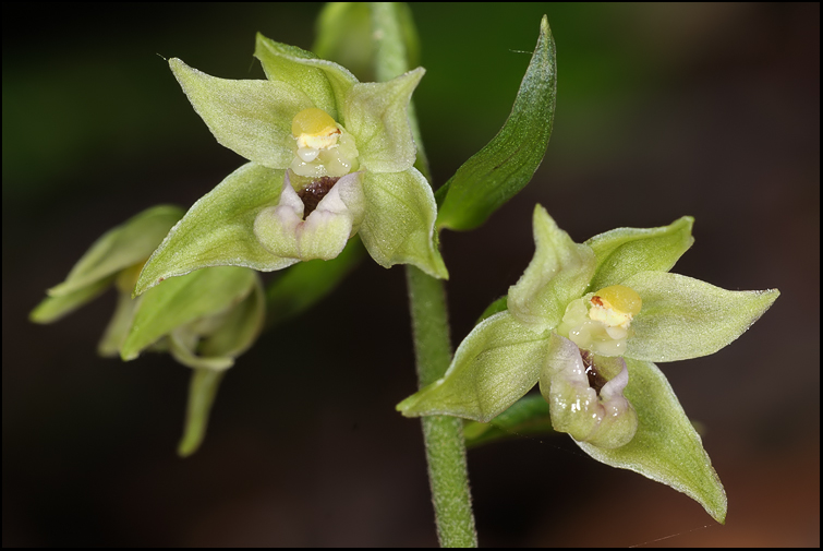 Epipactis dalla Apuane